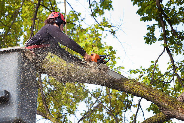 Trusted Penn Yan, NY Tree Service Experts